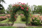 San Jose's Municipal Rose Garden [2018]