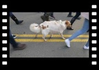 Doggie at Women's March 2020 San Jose